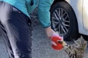 宇野昌磨、愛猫エマが高価なマイクに興味津々！「高いから譲れない」日常にほっこり