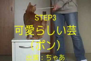 親戚の猫に子供できたので貰うことになりそうんなんだけど 躾とか難しい？