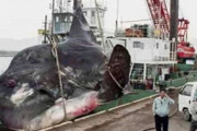 【画像】彡(^)(^)「マンボウは雑魚！w」マンボウ「あ？」
