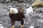 「歩くハゲワシ（Bald Eagle Walking）」の動画が話題…？  海外の反応