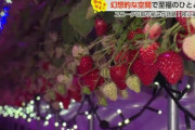 「ナイトイチゴ狩り」が人気らしいぞ
