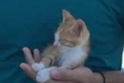 子ネコが手の中でウトウトしていた。今にも眠りそうだ。首がぐにゃ～ん → と思ったら…