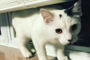 【わんにゃん画像】5匹のぽんぽんおなか、窓辺のぶちねこ、おうじゃのふうかく ほか【再】