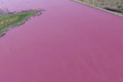 【ヤバすぎ】南米アルゼンチンの湖、突如蛍光ピンク色に染まってしまう・・・