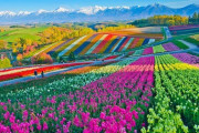 「まるでジブリの世界」北海道の花畑が美しいと話題に 海外の反応