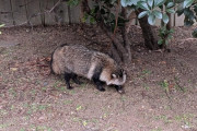 外国人「東京23区で野生のタヌキを見かけた、これは予想外だった…」