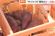 【速報】 さつまいも、豊作