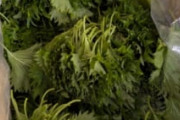 【画像】実家から大量の大葉を送られてきた
