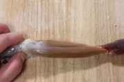 【海外の反応】美味しんぼのイカの肝の塩辛を忠実に再現した結果