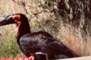 【画像】 「めざまし８」 千葉県で絶滅危惧種の大きな鳥「ミナミジサイチョウ」の目撃情報相次ぎ騒然　何が起こっているのか？？