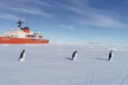 南極観測船 しらせ隊員から送られてきました　ペンギンの散歩