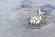【動画】ひっくり返った亀さん、亀の集団に取り囲まれてしまう