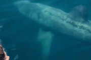 【動画】激レア生物『ウバザメ』、米ケープコッド沖に現る