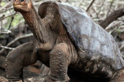 ロンサム・ジョージは孤独じゃなかった！絶滅したはずのゾウガメ30頭発見！