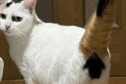 うちの実家の猫はおしりが矢印なんですよね。可愛すぎる