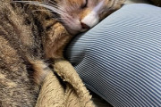 【画像】猫さん、人間のように枕を使う