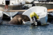セイウチ「フレヤ」を安楽死、人が近寄りすぎて危険と判断ノルウェー |  南無阿弥陀仏