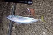 【画像】夜釣り中ワイ、サバと貝を釣る
