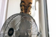 【ねこ画像】扇風機とねこ、バケツとねこ、にゃんぱく宣言 ほか【再】
