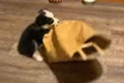 子イヌが床で遊んでいた。大きな紙袋をアグアグ♪ → 楽しい子犬、こうなります…
