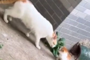 迷子の子猫を見つけたママ猫の…厳しくも愛情たっぷりな行動