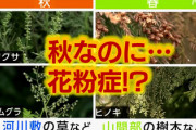 【緊急】秋の花粉、ガチで飛びまくってる模様…