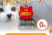 ひろゆき、猫レンタルの批判に対し「少しでも虐待の可能性があるなら禁止というのであれば、普通の飼育も禁止になるべき」