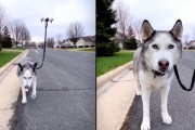 ドローンと一緒にお散歩するハスキー！その他にも新型コロナウイルス蔓延に対応した生活を送る人々！（アメリカ）