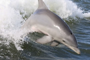 イルカの大量死、認知症のリーダーが原因説