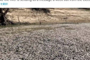 【謎】オーストラリアで数百万匹の魚が大量に浮かんでいるのが見つかる！原因は熱波か？