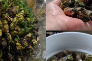 海外「どうやって食べるんだ…」海で採れる日本の珍味『カメノテ』に海外興味津々（海外反応）