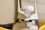 ガンダムの兜被ってる猫は何度見ても可愛い【再】