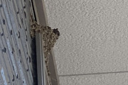 ツバメの巣が自宅に出来ました