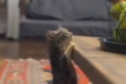 大切なのは、最後まで諦めないことだ。テーブルの上に登りたい！ → ２匹の子猫、がんばります…