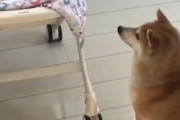 外国人「これぞ日本ならではって感じだな！」赤ちゃんを優しくあやす柴犬に海外がびっくり！