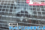 【石川】かわいくても危険「アライグマ」 石川県内での捕獲数が増加　生態系影響や農産物に被害