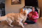 いもしない犬を抱きしめるふりをしていたら飼い犬のゴールデンレトリバーたちが思った以上に嫉妬してくれて、嬉しい飼い主さん