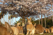【風景】瀬戸内海の不思議スポット…昔は地図から消された島、今はうさぎ島
