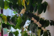 ガチニートだけど、6年間育ててるコーヒーの木に花が咲いたｗｗｗ（※画像あり）