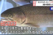 養殖用に交配した山形ご当地サーモン「ニジサクラ」、持て余し1000匹を川に放流