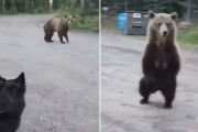愛犬の散歩中にハイイログマに近づかれた女性、冷静に対応して追い返す（カナダ）