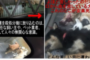 日本で最も愛護されてる動物である犬や猫ですら、いまだ殺処分機で何分もかけて窒息殺されてるんだから… しかも改善される気配なし。