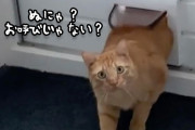 「ん？あんた誰？」「あんたこそ誰？」自分の家と間違えて帰ってきた猫のきまずい表情が絶妙
