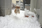 【画像】イッヌ、雪ごときではしゃぐ