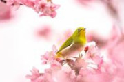 【悲報動画】外国人さん、桜演出でバズろうとして破壊行動をとってしまう