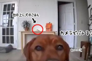 猫の方が上手だった！監視カメラの向きを変えて盗み食いしている犬のこの後すぐ！