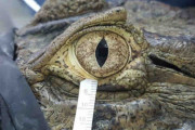 ワニやフクロウの涙は人間の涙とどう違うのか、初の研究