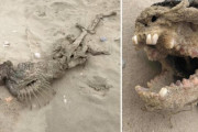 チュパカブラか？　奇妙な体を持つ生物の死骸が発見される　アメリカのビーチ