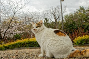 【ねこ画像】公園のねこ