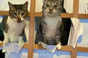 【画像多め】猫を障子と畳の家で飼った結果…障子ぶち抜かれすぎワロタwwww